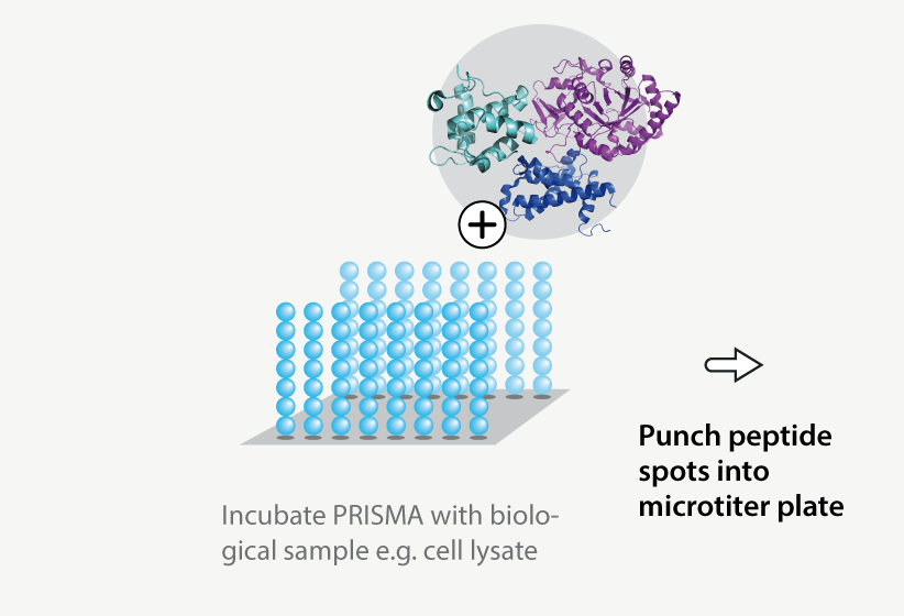 product protein interaction screen on matrix prisma step 1