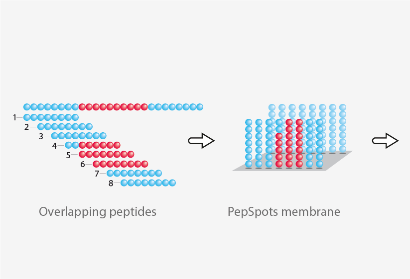 product pepspot immunotools step 2