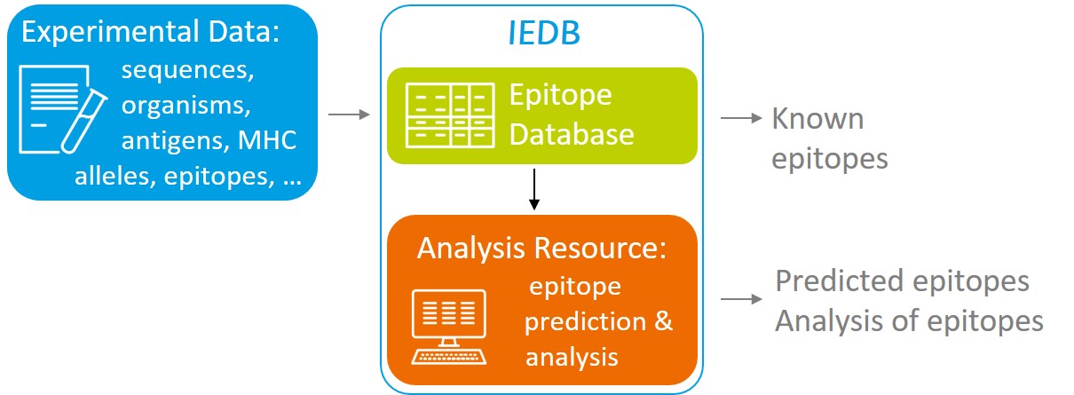 scheme describing how IEDB works